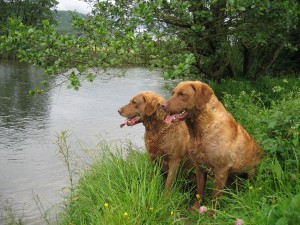 dogs2